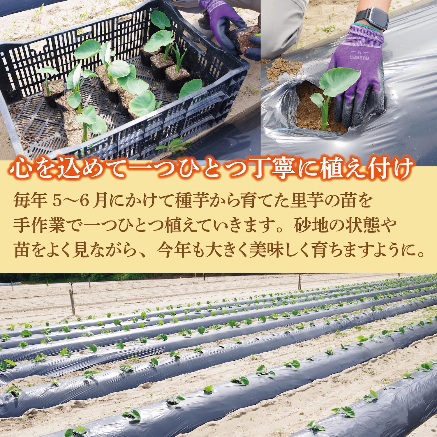 Amazon | 里芋 山形県庄内産 砂丘里芋 大和早生 野菜 芋 芋煮 1kg